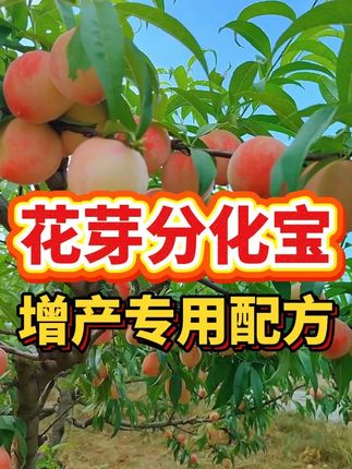 花芽分化宝 增产专用配方#果树种植 #果树管理 #果树高产 #祥禾农资 #花芽分化宝