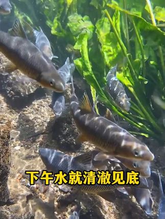 调水解毒,抗应激就用这款靓水2号#威立妙 #水产养殖 #鱼塘