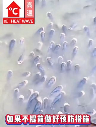 #水产养殖技术 #四大家鱼养殖 #鱼虾蟹养殖