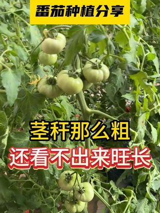 茎秆那么粗,还看不出来旺长 #三农 #西红柿种植 #种植小技巧 #农业种植 #控旺