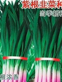 别再种普通#韭菜了,种点这个比肉还香的#独根红韭菜,越割口感越鲜嫩!#家庭种植#优质农产品#紫根韭菜