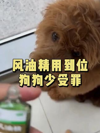 风油精用到位,狗狗少受罪 #科学养宠攻略#新手养狗#养狗人#养狗经验分享#萌宠好物