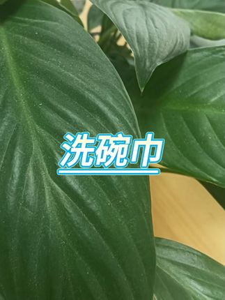 洗碗巾 #厨房抹布 #吸水碗布 #工厂促销 #洗碗巾 #擦手巾