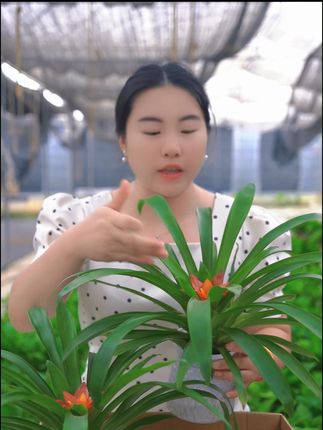 几块钱发2盆鸿运当头带花盆 #鸿运当头 #花卉绿植 #室内盆栽 #抖音好物推荐