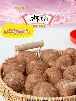 正宗云南牛奶小芋头现挖新鲜农家粉糯毛芋头香 #牛奶芋头 #芋头 #粉糯芋头 #云南牛奶芋头 #好物分享 @DOU+小助手 @DOU+好生意