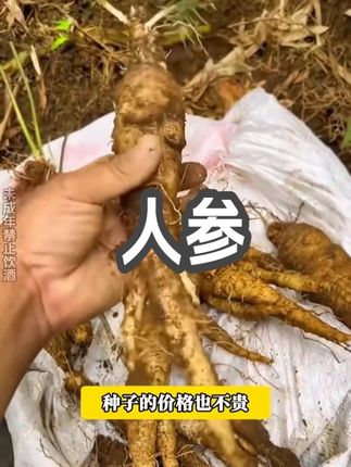 人参种子,家里阳台花盆就能种,营养丰富,易种植, 好管理#人参苗 #家庭种植 #人参种子 #人参
