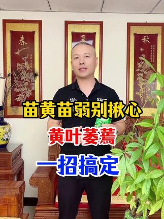 苗黄苗弱别揪心,黄叶萎蔫一招搞定