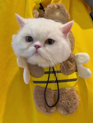 批发宠物外出包,斜挎手提超方便,猫狗通用! #宠物批发 #猫包批发 #猫包狗包 #斜挎手提包 #斜挎狗包