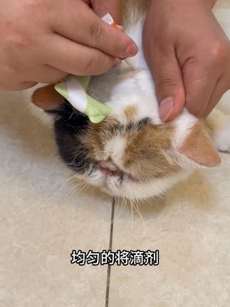 驱虫还是得看普安特,猫主子身体管家,时刻保卫着!!!#普安特 #普安特驱虫 #猫狗驱虫 #普安特滴派 #滴派内外同驱