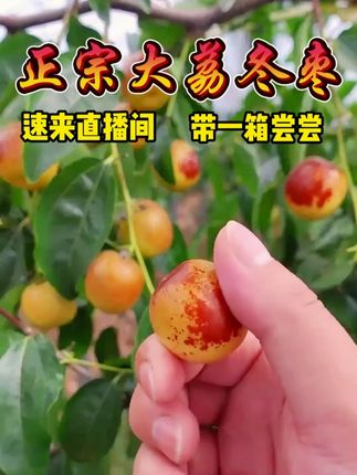 带一箱尝尝 #大荔冬枣 #助力三农 #三农 #应季水果