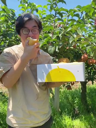 金汐佳汐头茬原株秋月梨正宗现摘脆甜多汁大果4.5-7.3斤礼盒顺丰#秋月梨 #金汐佳汐梨子 #现摘水果 #脆甜多汁 #水果礼盒