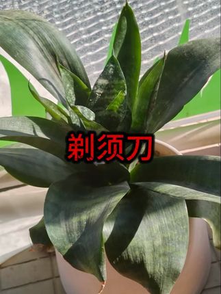 剃须刀电动男士智能刮胡刀全身水洗显示防水官方飞科旗下博锐 #剃须刀 #刮胡刀 #飞科剃须刀
