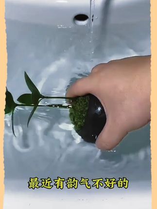 桌面养上一盆转运四叶草,幸运天天带在身边,别错过啦~#微观盆栽 #桌面盆栽 #绿植盆栽