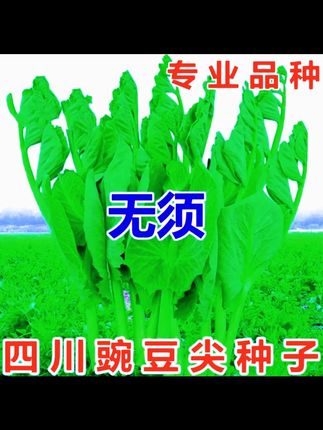 大胖无须豌豆尖种子豌豆苗种籽碗豆颠荷兰豆四川秋冬盆栽蔬菜种