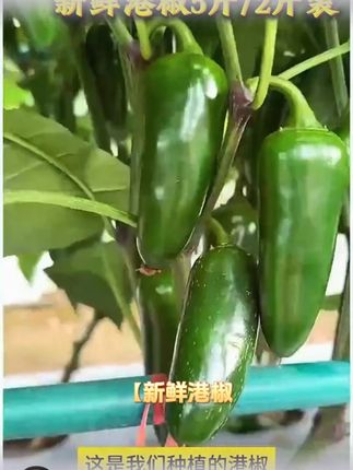 新鲜港椒5斤/2斤装 现摘现发特辣辣椒腌制咸菜泡菜蘸酱菜