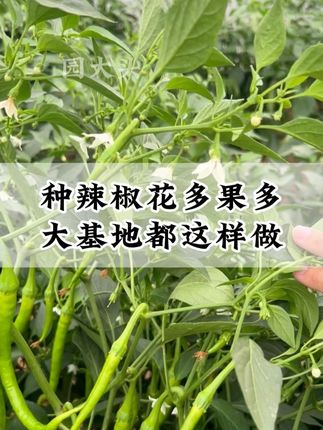 种辣椒花多果多,大基地都这样做。 #辣椒高产#园大头促花增产肥#辣椒种植#辣椒管理