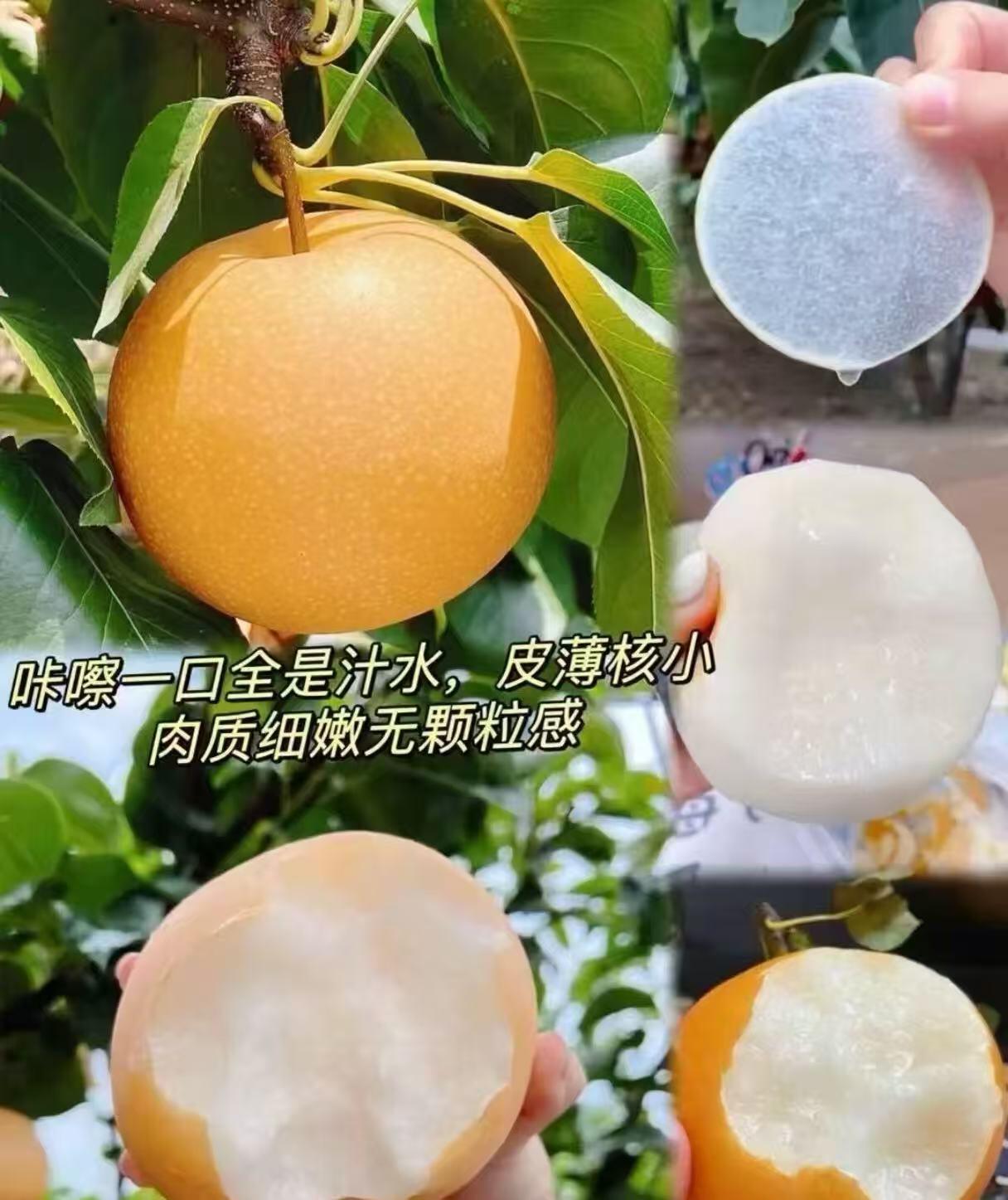 咔嚓!这口清甜爆汁,是秋天送来的冰糖炸弹💥 #秋月梨 #应季水果#湫橙 #新鲜采摘 #现摘现发新鲜到家
