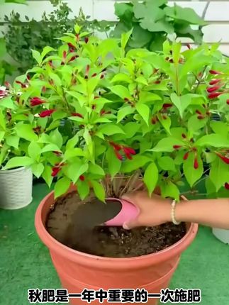 #立秋以后 再懒再忙给家里的追施一波#羊粪有机肥,它有利于花卉一年中的长势 #花卉绿植 #爱生活爱养花 #羊粪肥 #养花小知识