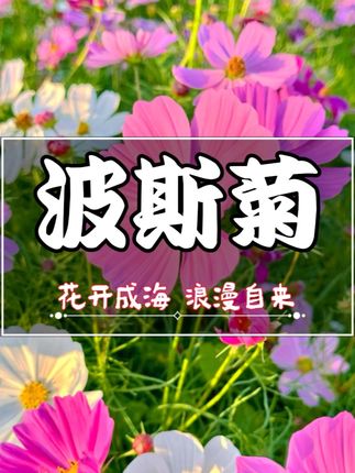 想在秋天拥有一个浪漫花园?种波斯菊就对了!#秋日花园 #波斯菊花海 #格桑花 #波斯菊 #花卉种子