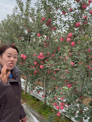 2025现摘陕西洛川苹果#苹果 #优质农产品 #好吃到爆 #源头实力厂家 #新鲜采摘