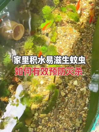 有效灭杀蚊虫!球形芽孢杆菌竟有如此惊人效果 #灭蚊药 #灭蚊小妙招 #蚊虫防治 #好物推荐