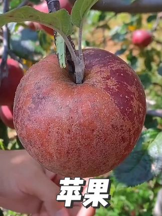 丑苹果看着丑吃着真甜!一口下去脆甜爽口,满满的糖心! #冰糖心苹果#口感特别好#谁懂这一口的好吃程度#苹果#应季水果