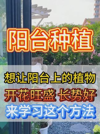 怎么才能让阳台植物开花旺盛,长势好 #阳台种植 #绿萝 #阳台草莓 #干货分享
