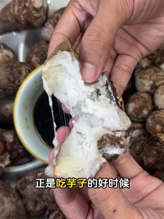 现挖现发,软糯滑嫩,皮薄如纸的小芋头,优质粗粮,芋香十足#芋子 #芋头 #优质农产品 #三农