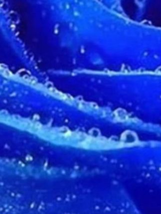 MENOW美诺龙年限定蜜粉饼定妆散粉控油持久遮瑕养肤大白饼正品