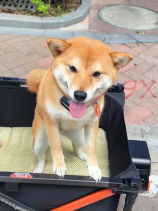 以后出门吃饭拉屎不用走路了 #柴犬 #抖in萌宠计划 #露营车 #睿游GT3