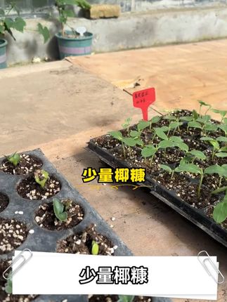 亲手种的蔬菜吃了才安心,现在买25升还送骨粉哦! #营养土 #园艺生活 #我的花花草草🌸🌸 #种植小技巧 #花肥