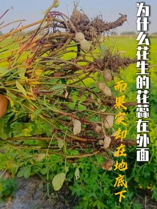 为什么花生的花蕊在外面,而果实却在地底下? #花生 #落花生 #知识