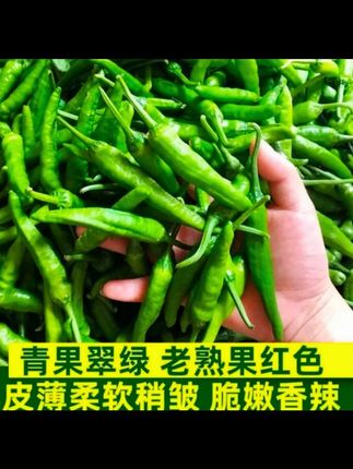 【樟树港辣椒种子】樟树港辣椒种子阳台盆栽蔬菜 #辣椒 #新鲜蔬菜 #抖音助农扶农 #种子