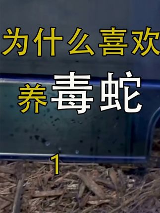 毒蛇可以当宠物饲养吗?1/3 #蛇 #毒蛇 #动物科普 #爬行天下动物科普 #毒蛇咬伤 养毒蛇的人都是变态么?养毒蛇被咬了怎么办?为什么要养毒蛇?