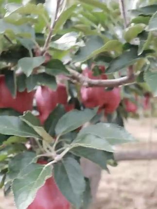 天水花牛苹果#天水花牛苹果 #原产地直发 #新鲜采摘新鲜发货