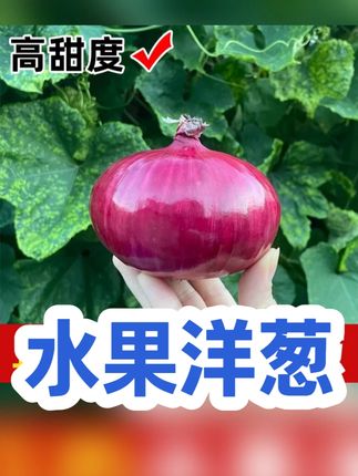 水果洋葱新鲜现挖水果扁洋葱蔬菜正宗扁红洋葱脆甜生吃微甜5斤 #水果洋葱 #洋葱 #优质农产品