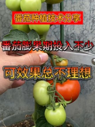 别再浪费钱了!这种肥料让番茄又大又甜,成本还低 #膨果增甜 #农业科技 #农业创新 #西红柿种植 #番茄种植