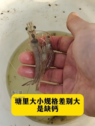 出现软壳掉秤,脱壳慢脱壳难,生长慢都是潜在的缺钙信号,及时用离子钙#南美白对虾 #渔可盛 #螃蟹养殖 #大闸蟹养殖 #虾蟹养殖