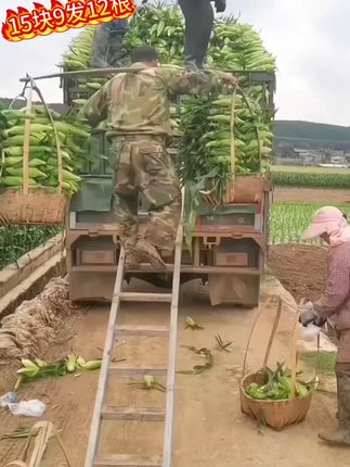 黑糯玉米#粗粮 #软糯香甜 #糯玉米 #快来一起尝个鲜 #解馋