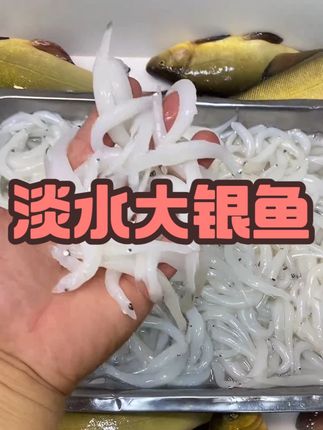 淡水大银鱼湖鲜细嫩无刺无鳞好食材口感好 #淡水大银鱼 #银鱼 #好食材才能做出好味道 #快来一起尝个鲜 #口感非常好