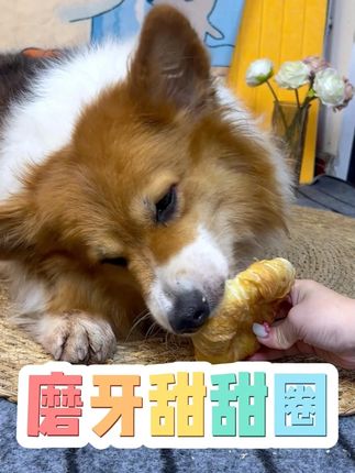 狗狗磨牙小零食鸡肉甜甜圈#狗零食 #萌宠好物 #狗狗磨牙棒推荐 #宠物零食 #柯基