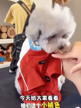 cheepet/趣派宠物秋冬百搭基础打底衫比熊雪纳瑞小狗狗保暖两腿衣#宠物打底衫 #狗狗秋冬装 #cheepet趣派 #宠物保暖 #宠物时尚