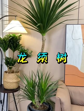 龙须树叶子发黄干枯怎么回事 #龙须树 叶片发黄有锈斑怎么办 #龙血树 叶子尖发黑枯萎像烧焦怎么办 #龙须树 怎么养才能更旺盛