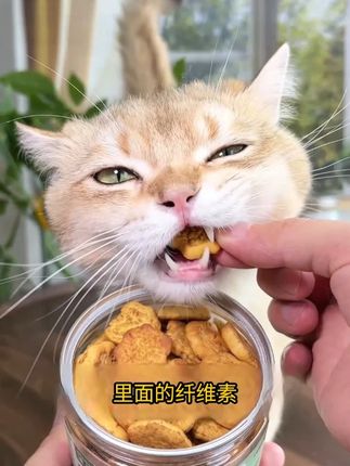 猫咪进入换毛季可以什么都不买,但这个云杉加猫草双效配合的排毛饼干,一定要给猫咪安排起来!#猫零食  #猫咪零食  #排毛球  #猫咪排毛  #猫饼干