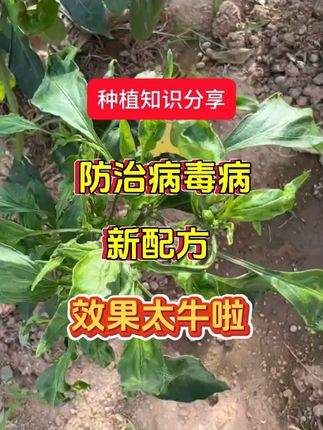 大棚蔬菜作物防治病毒病新配方 效果太好了 #西红柿病毒病 #哒佰督 #病毒病哒佰督 #西红柿种植