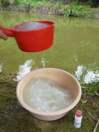 #水产养殖 #四大家鱼养殖 #养殖基地