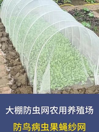 #在家种菜 #我的小菜园 #蔬菜防虫网 #菜园防虫