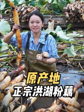 原产地洪湖煲汤粉藕、煲汤粉藕#2025荆州味道就是抖味 #洪湖市 #星乡村星农人 #洪湖莲藕