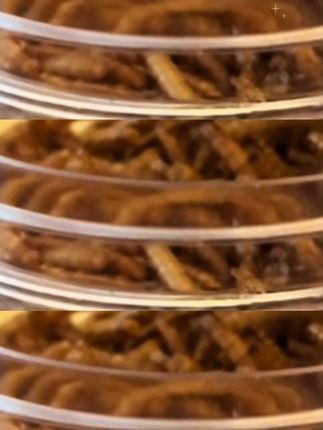 今天给我家鸟宝加餐啦!它们最喜欢吃的面包虫干!#鹦鹉鹦鹉萌萌哒逗鹦鹉 #鹦鹉🦜 #会说话的鹦鹉 #面包虫干 #面包虫