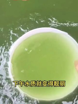 鱼塘水质混浊水浓水绿#水产养殖 #水产人 #鱼虾蟹养殖